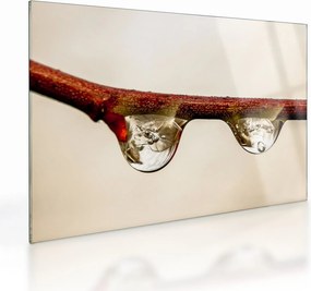 Obraz na szkle - krople na gałęzi (70x50 cm)