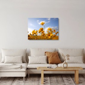 Obraz na szkle pola z jasnożółtymi kwiatami (70x50 cm)