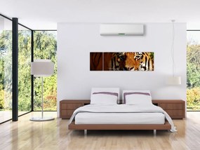 Obraz tygrysa (170x50 cm)