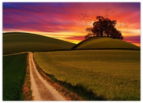 Obraz na szkle - pole i kolorowe niebo (70x50 cm)