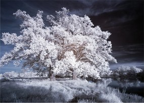 Obraz na szkle - Śnieżnobiałe drzewo (70x50 cm)