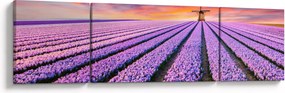 Obraz - farma kwiatów (170x50 cm)