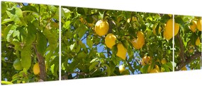 Obraz - Drzewo cytrynowe (170x50 cm)