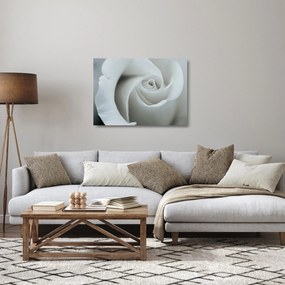 Obraz na szkle - Biała róża (70x50 cm)