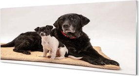 Szklany Panel Odpoczywająca Para Psów