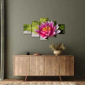 Obraz - Lilia wodna (125x70 cm)