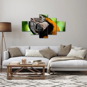 Obraz papugi (125x70 cm)