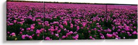 Obraz - Łąka fioletowych tulipanów (170x50 cm)