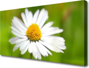 Obraz canvas Skromność Polnej Stokrotki