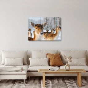 Obraz - Jelonki (70x50 cm)