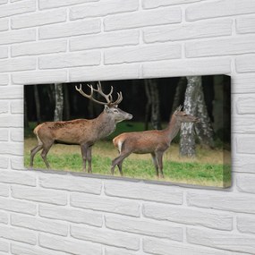 Fotoobraz na płótnie Król Lasu: Jeleń