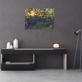Obraz na szkle - Winnica (70x50 cm)