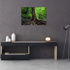 Obraz - Stare drzewo z korzeniami (70x50 cm)