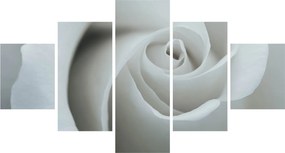 Obraz - Biała róża (125x70 cm)