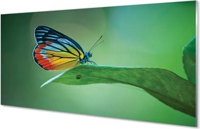 Panel nad Blat Kuchenny Motyl Odpoczywający na Liściu