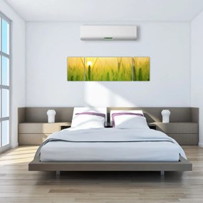 Obraz pola ze zbożem (170x50 cm)