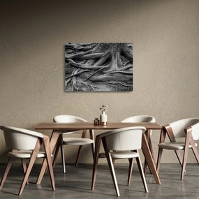 Obraz na szkle - Korzenie drzewa (70x50 cm)