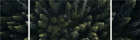Obraz - Las (170x50 cm)