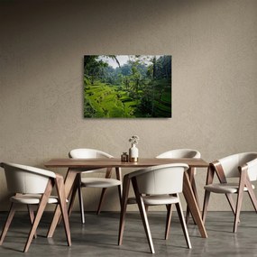 Obraz na szkle tarasów ryżowych Tegalalang, Bali (70x50 cm)
