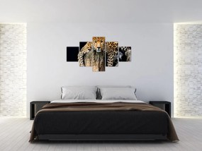 Obraz - Gepard (125x70 cm)
