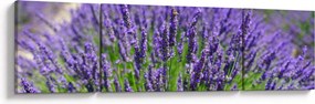 Obraz - lawenda (170x50 cm)