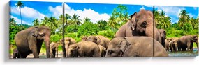 Obraz - Słonie, Sri Lanka (170x50 cm)