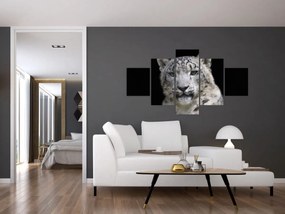 Obraz - Snow Leopard (125x70 cm)