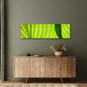 Obraz - Szczegół zielonego liścia (170x50 cm)
