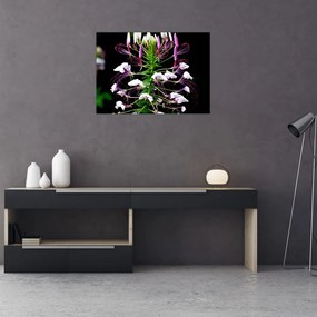 Obraz na szkle kwiatu (70x50 cm)
