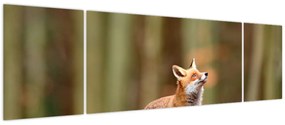 Obraz - Lis (170x50 cm)