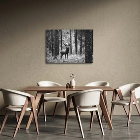 Obraz - Jeleń w lesie 2, czarno - biały (70x50 cm)