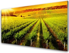 Szkło do Kuchni na Ścianę Złociste Pole o Poranku