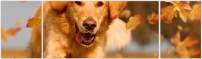 Obraz - Golden Retriever (170x50 cm)