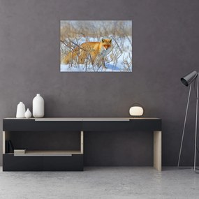 Obraz - Lis (70x50 cm)