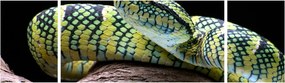 Obraz - Grzechotnik Waglera (170x50 cm)