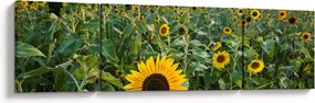 Obraz - Sunflower Field II. (170x50 cm)