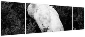 Obraz - Paw, czarno - biały (170x50 cm)
