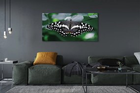 Duży obraz na płótnie Kolorowy Motyl na Liściach