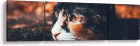 Obraz - Spojrzenie kota (170x50 cm)