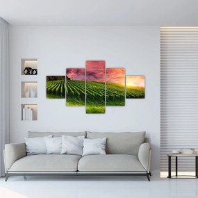 Obraz winnicy z kolorowym niebem (125x70 cm)