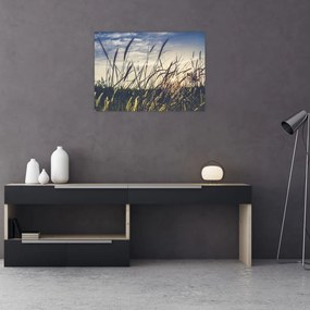 Obraz na szkle kwiatów łąkowych (70x50 cm)