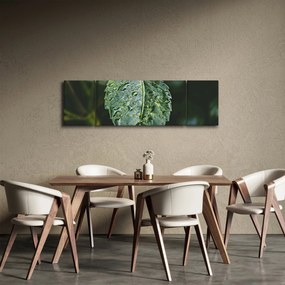 Obraz - krople na liściu (170x50 cm)