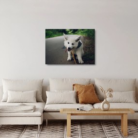 Obraz na szkle białego psa (70x50 cm)