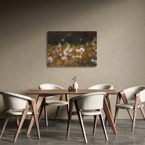 Obraz na szkle - Łąka z trawą bawełnianą N⁰2 (70x50 cm)