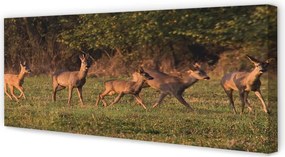 Zdjęcie na płótnie Jelenie na Polu o Wschodzie Słońca