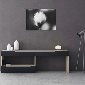 Obraz na szkle - Czarno-biała trawa bawełniana (70x50 cm)