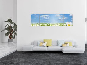 Obraz kwitnącej łąki ze stokrotkami (170x50 cm)