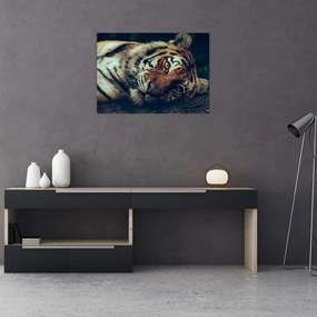 Obraz - tygrys syberyjski (70x50 cm)