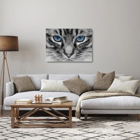 Obraz na szkle kota (70x50 cm)