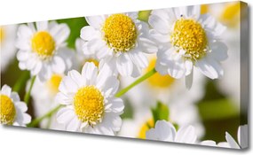 Fotoobraz na płótnie Stokrotki w Promieniach Słońca